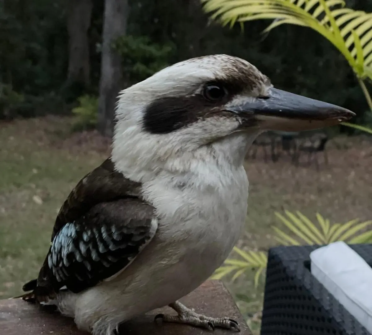 Apartamento Earthly Retreat - Private Noosa Hinterland Getaway Doonan