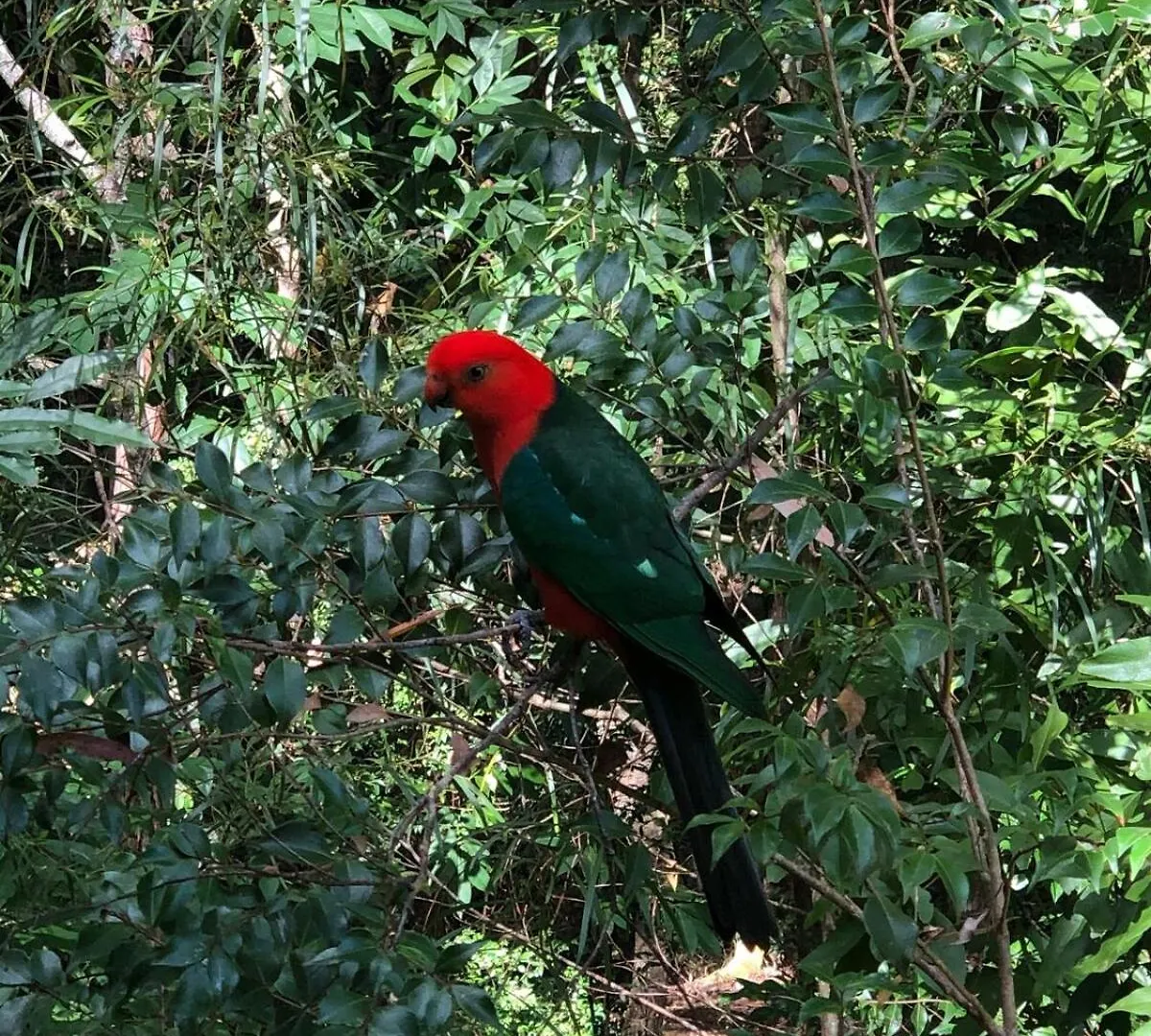 Earthly Retreat - Private Noosa Hinterland Getaway Lejlighed Doonan Australien